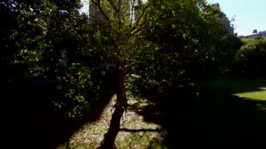 Güneş ışığında sakin bir park, yapraklı ağaçlar yeşil çimlere gölge düşürüyor, rahatlatıcı bir doğa kaçışı sağlıyor.