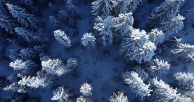 Göz kamaştırıcı bir hava görüntüsü, tamamen el değmemiş taze karla örtülü nefes kesici bir kış ormanını yakalıyor.