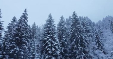 Huzurlu ve güzel bir kar ağacı manzarası sakin ve resimli bir kış manzarası.