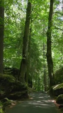 Huzurlu, huzurlu bir orman yolu uzun ağaçlar ve doğanın canlı güzelliği arasında keşif yapmaya davet ediyor.