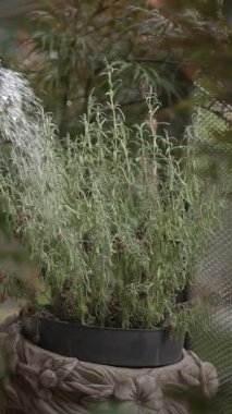 Büyüyen kekik bitkisi şık bir tencerede, yemyeşil yapraklar sergileniyor. Aşçılık ve bahçıvanlık için ideal..