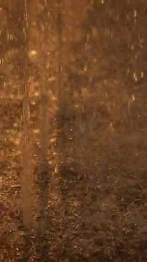 İnanılmaz güzel bir yağmur damlası görüntüsü güneş batarken ıslak zeminde yansımalar yaratıyor.