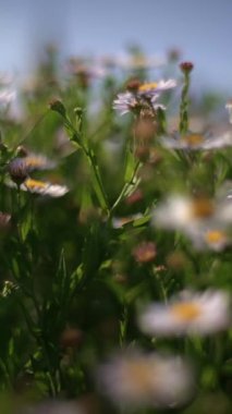 Yumuşak odaklı kır çiçeklerinin rüya gibi tasviri, dingin bir ortamda güzellik sergiliyor..