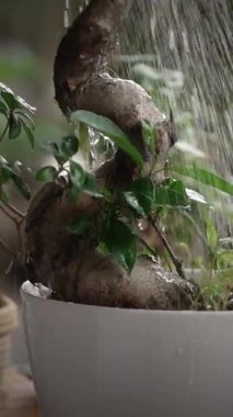 Güzel şekilli bir bonsai ağacı zarif, şık beyaz bir tencerede dikkatlice ve nazikçe sulanıyor.