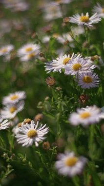 Yaban çiçeklerinin canlı ve renkli bir görüntüsü doğanın gerçek özünü güzel bir şekilde yakalıyor.