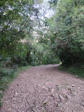 Ormanın ortasındaki taş patika kavis oluşturuyor.