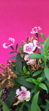 Pembe Arkaplan Duvarlı Karanfil Çiçekleri