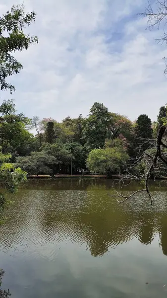 Güneşli bir günde, porto alegre 'deki kefaret gölü ağaçların arasında.