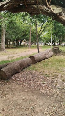 Porto Alegre 'deki Redencao Parkı' ndaki yapraklar ve çimenler arasında devrilmiş ağaç gövdeleri.