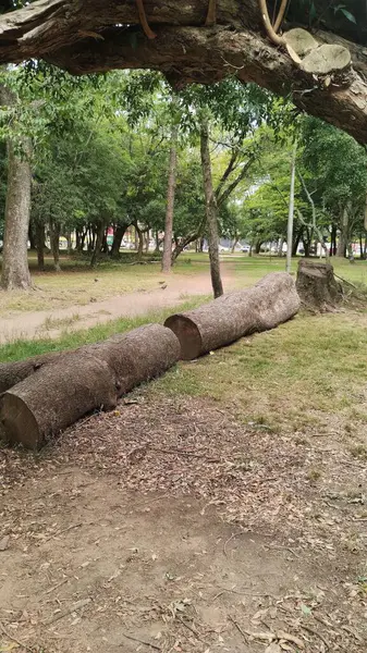 Porto Alegre 'deki Redencao Parkı' ndaki yapraklar ve çimenler arasında devrilmiş ağaç gövdeleri.