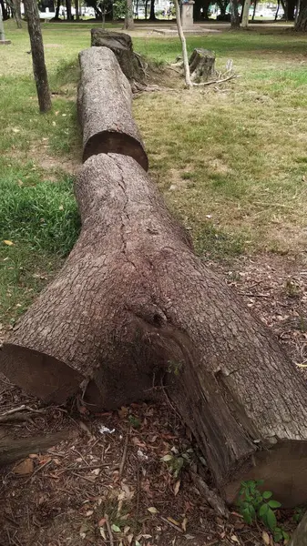 Düşen ağaç gövdeleri, bir yaz günü gökyüzünde bulutlarla parktaki yaprakların arasında.