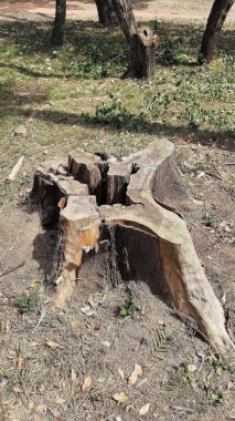 Güneşli bir günde Porto Alegre 'deki Redencao parkının ortasında bir ağaç gövdesi.