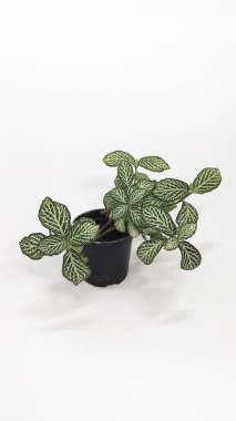 Fittonia tohumu, masanın üstünde, beyaz bir grupta.