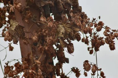 Trakhtemyriv Yarımadasında Sonbahar, Ukrayna