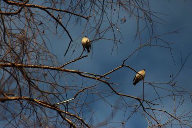 Vorhol köyünde kış, Ukrayna