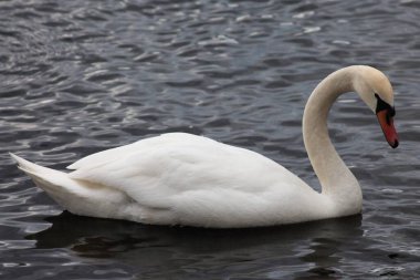 Dnipro nehri, Kyiv, Ukrayna 'daki Kuğular, ördekler ve martılar.