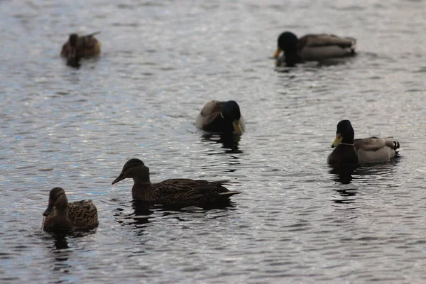 Swans Ducks Seagulls Dnipro River Kyiv Ukraine — Stock Photo, Image