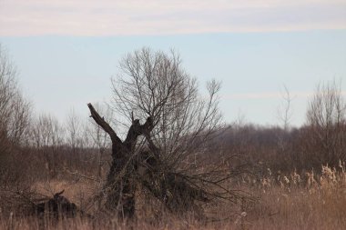 Baharda Ukrayna Çayırları, Göletler ve Bataklıklar