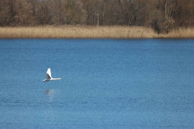 Baharda Ukrayna Çayırları, Göletler ve Bataklıklar