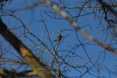 Baharda Ukrayna Çayırları, Göletler ve Bataklıklar
