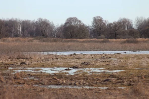 春のウクライナフィールド 池と沼 — ストック写真