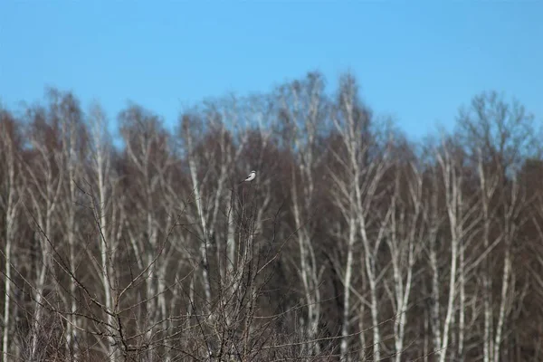 Ukrainische Felder Teiche Und Sümpfe Frühling — Stockfoto