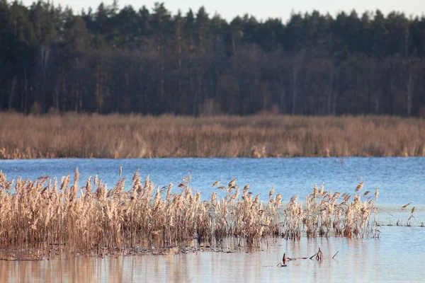Ukrainian Fields Ponds Swamps Spring — Stock Photo, Image
