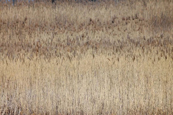 春天的乌克兰田园 池塘和稻田 — 图库照片