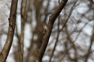 Bahar Çuha Çiçekleri, Kar Damlaları, Ağaç Ciyaklaması, Beyaz Çiçekler