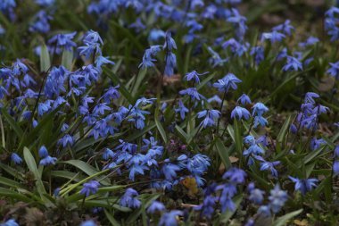 Bahar Çuha Çiçekleri, Kar Damlaları, Ağaç Ciyaklaması, Beyaz Çiçekler