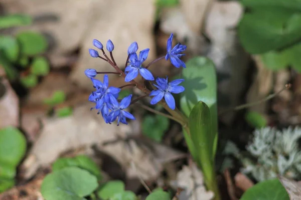 Frühlingsprimeln Schneeglöckchen Waldschimmel Weiße Blumen — Stockfoto