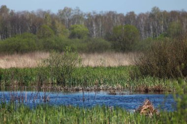 Bataklık manzaraları, Flora, ve Fauna