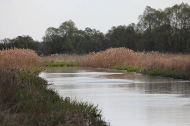 Bataklık manzaraları, Flora, ve Fauna