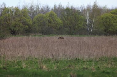 Bataklık manzaraları, Flora, ve Fauna