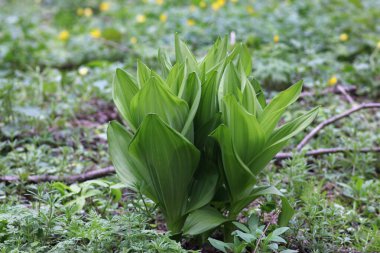 Bataklık manzaraları, Flora, ve Fauna