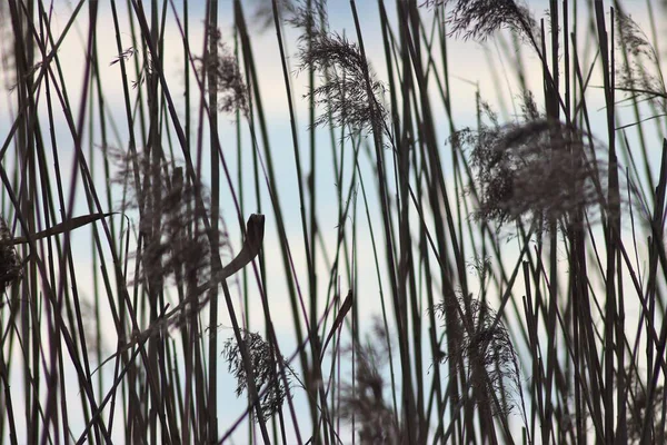 沼の風景 そして ファウナ — ストック写真
