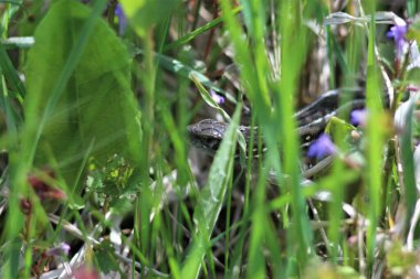 Bahar Çayırları, Motley Çimleri, Yabani Çiçekler, Ayva Çiçeği