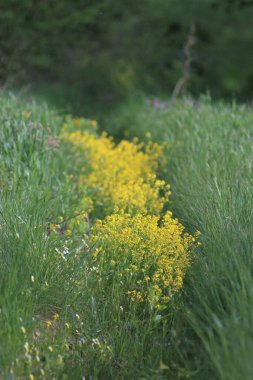 Bahar Çayırları, Motley Çimleri, Yabani Çiçekler, Ayva Çiçeği
