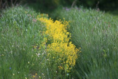 Bahar Çayırları, Motley Çimleri, Yabani Çiçekler, Ayva Çiçeği