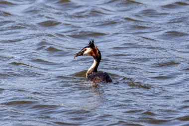 Wild Birds, Marsh Harrier, Avrasyalı Reed Warbler, Great Crested Grebe