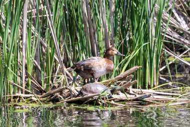 Wild Birds, Marsh Harrier, Avrasyalı Reed Warbler, Great Crested Grebe