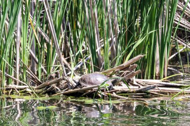 Wild Birds, Marsh Harrier, Avrasyalı Reed Warbler, Great Crested Grebe
