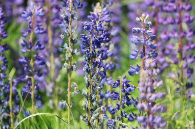 Yaz Çayırında Çiçek açan Lupinler