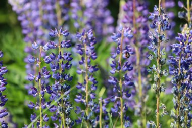 Yaz Çayırında Çiçek açan Lupinler