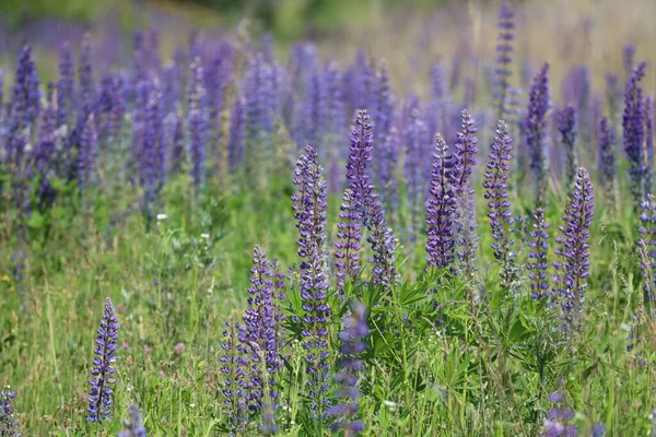 stock image Blooming Lupines On A Summer Meadow