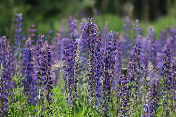 Blooming Lupines Summer Meadow — Stock Photo, Image
