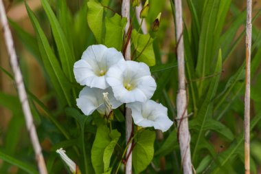 Flora And Fauna Of Reservoirs And Meadows
