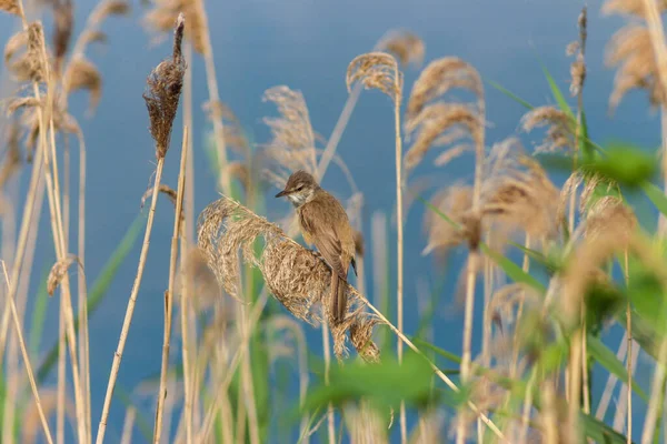 Flora Fauna Reservoirs Meadows — Stok fotoğraf