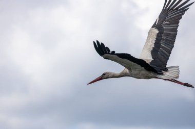 Flora And Fauna Of Reservoirs And Meadows