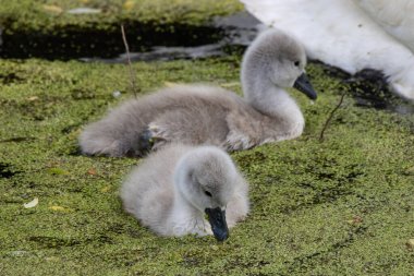 Flora And Fauna Of Reservoirs And Meadows